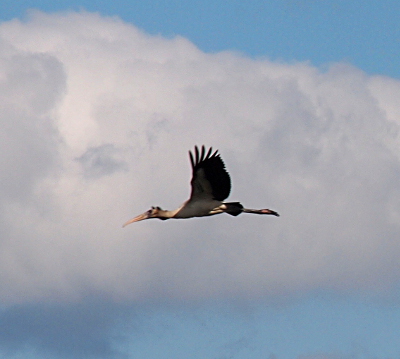 [The large bird with the long curved beak flies through the cloud-filled blue sky with its wings upward exposing black feathers not normally seen. Its legs stick out behind it forming a horizonal line with its body.]